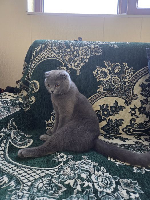 Мушук сотилади. Скоттиш фолд