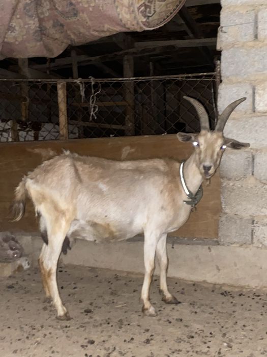 Ешкі сатылады 2ші тума