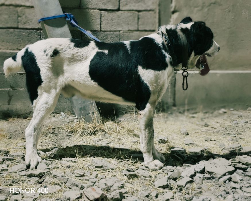 Төбет сатылады Аланар