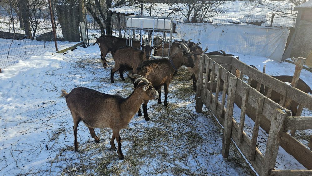 Capre Alpine Franceze gestante + țap – excelente pentru lapte