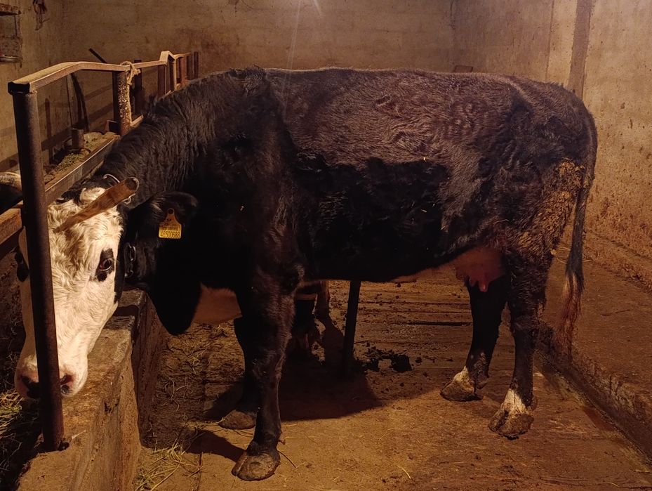 Продается корова цена 850 000