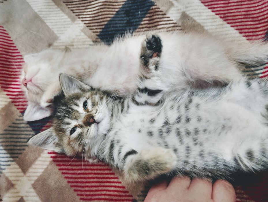 Отдаю котят в хорошие руки