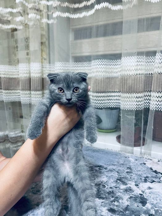 Продаются котята мальчик и девочка