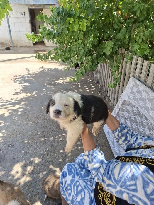 Продам щенков ощенились 22 05 26г.