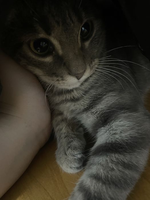 Отдам вислоухого кота в добрые руки