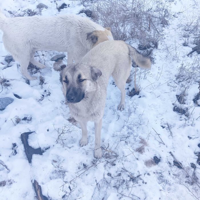 Собаки крыселовы