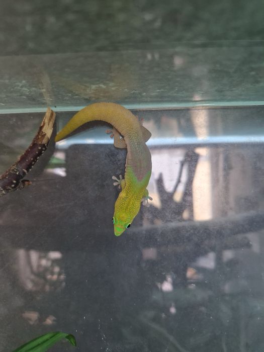 Vand pereche Phelsuma Laticauda