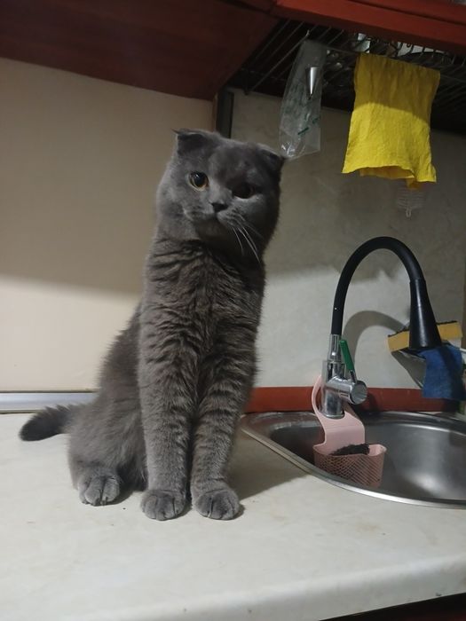 Scottish Fold sotiladi
