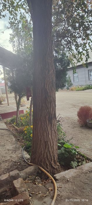 Oʻtin narvon sotiladi  kasishga ruxsat olib baraman kasib olib getasi