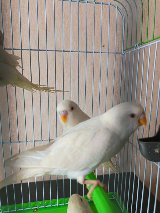 Волнистые папугай