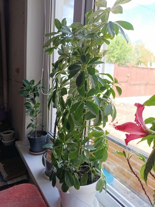 Шефлера цветок .