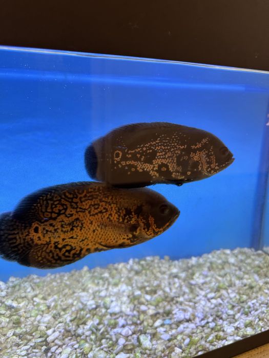 Астронатусы 4 шт срочно