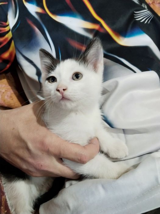 Две замечательные кошечки ищут дом