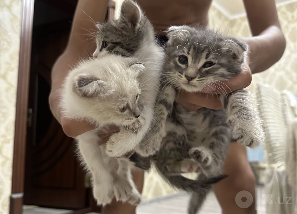 Продаются шотланские веслоухие котята