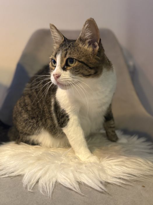 Pisicuta adorabila