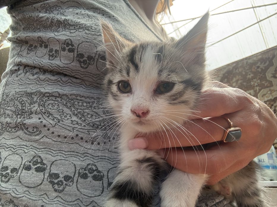 Котята домашние бесплатно