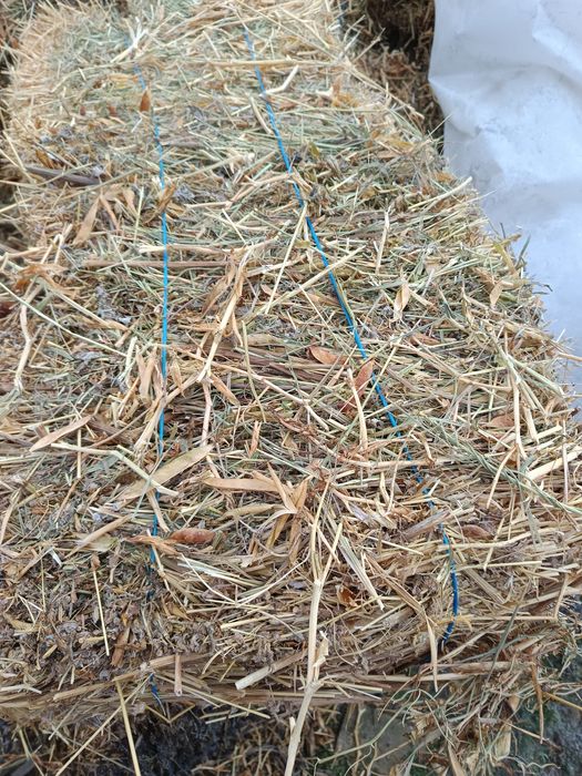 Vând baloti de mazare