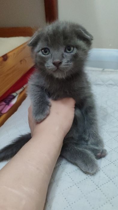 Котята мальчик и девочка