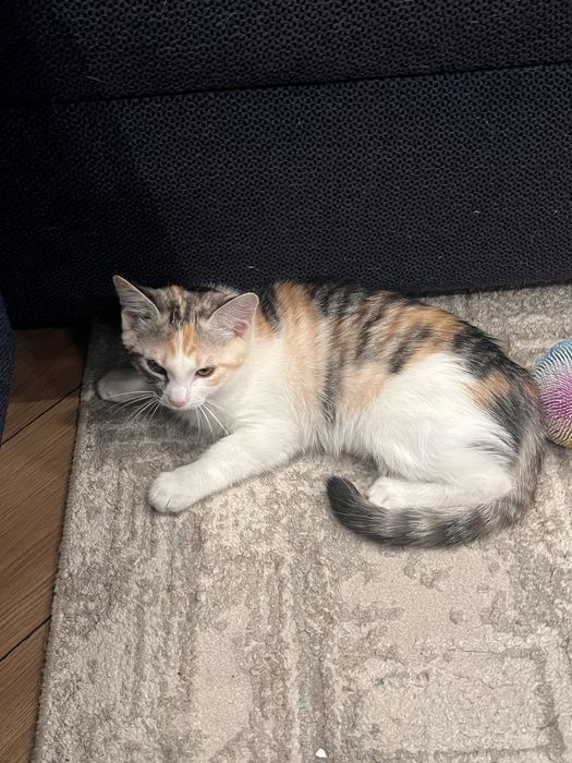 Котенок девочка