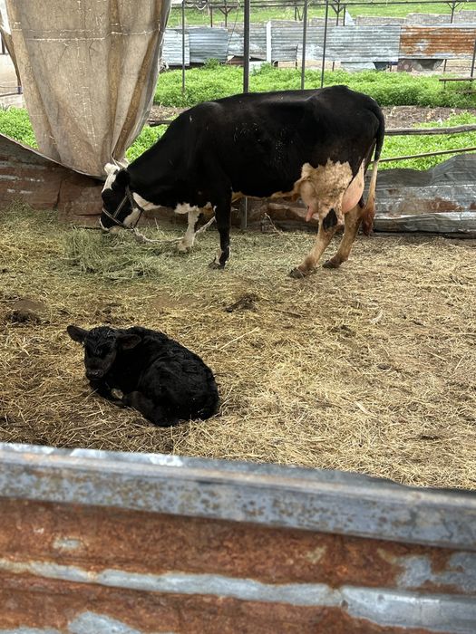 Продается корова.