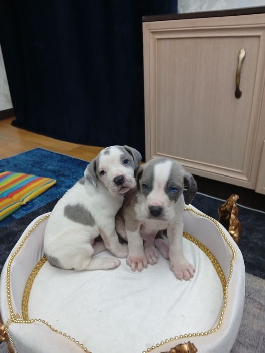 Продам щенков американский бультерьер