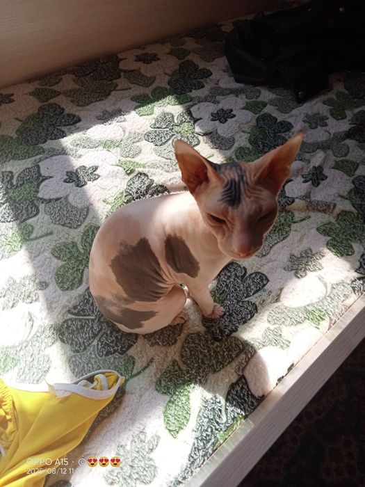 Канадочка девочка ищет мужа брюнета.