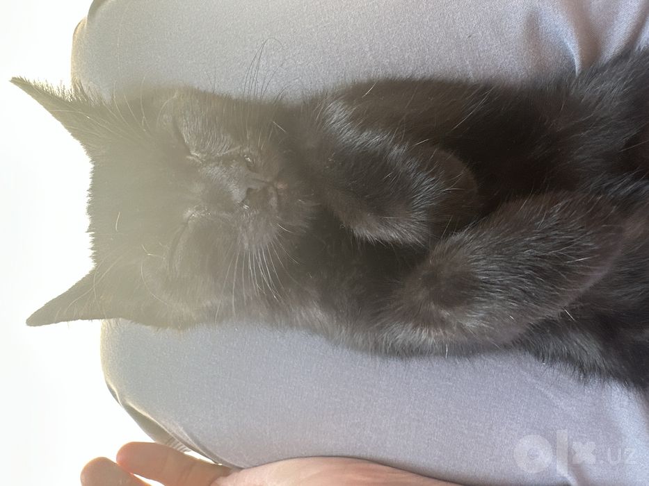 Котенок мальчик