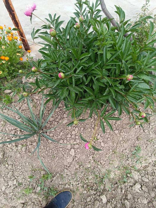 Pion gullari sptiladi
