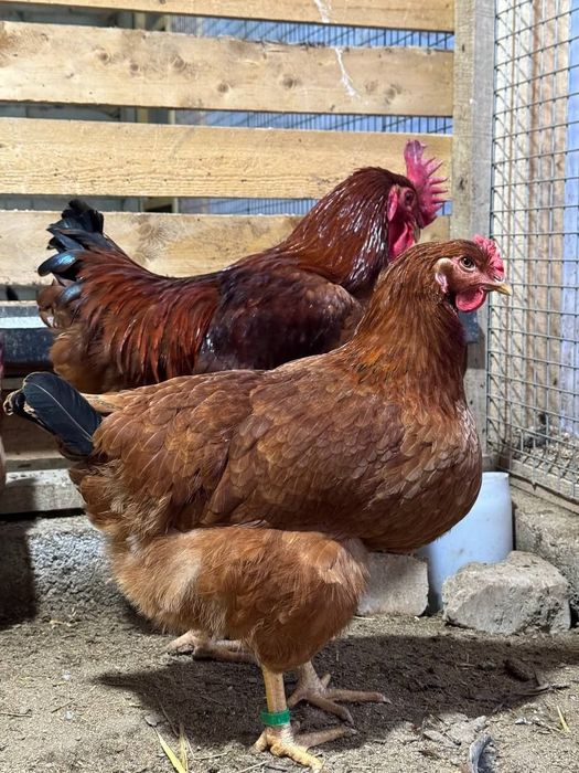 Ханхяп тухумлариги заказ оламиз