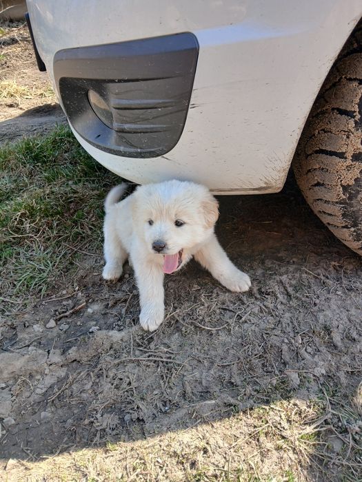 Шенки двух месячные,девочки.