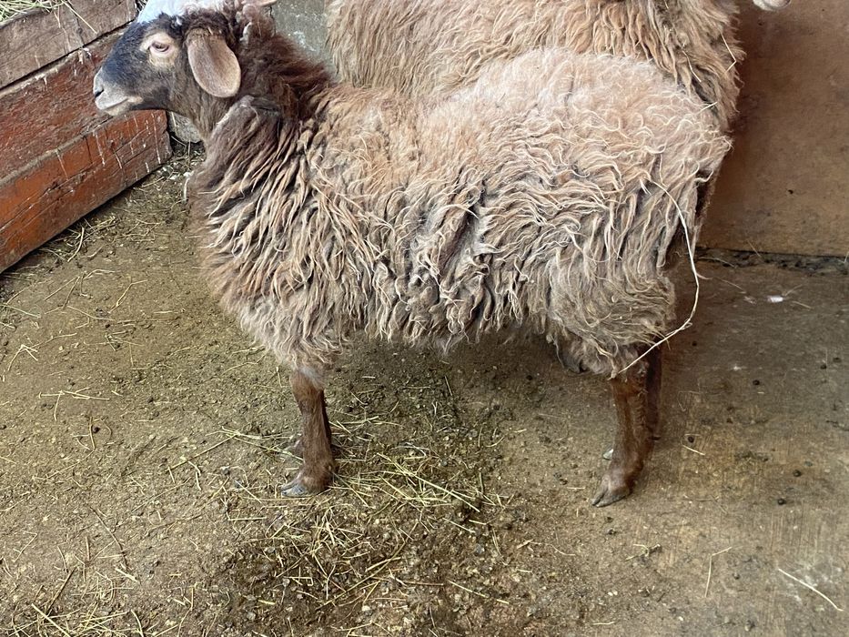 Кой кошкар сатылады