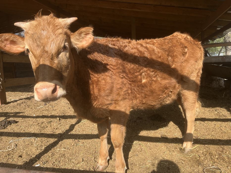 Сиыр тайынша коровы