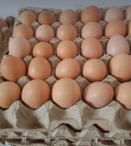 Продам домашний яйца