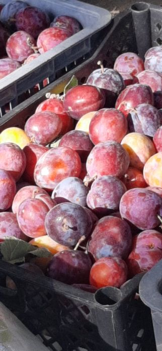 Продам сливу горная