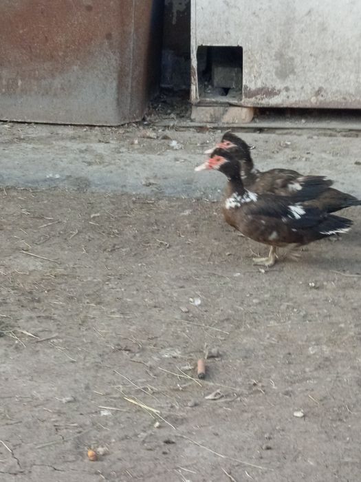 Продаются гусята