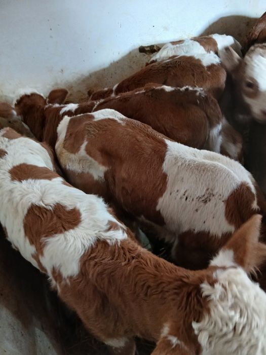 Taurasi și vitele i baltati