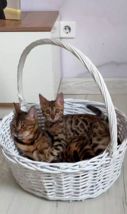 Продам бенгала мальчик павлодар