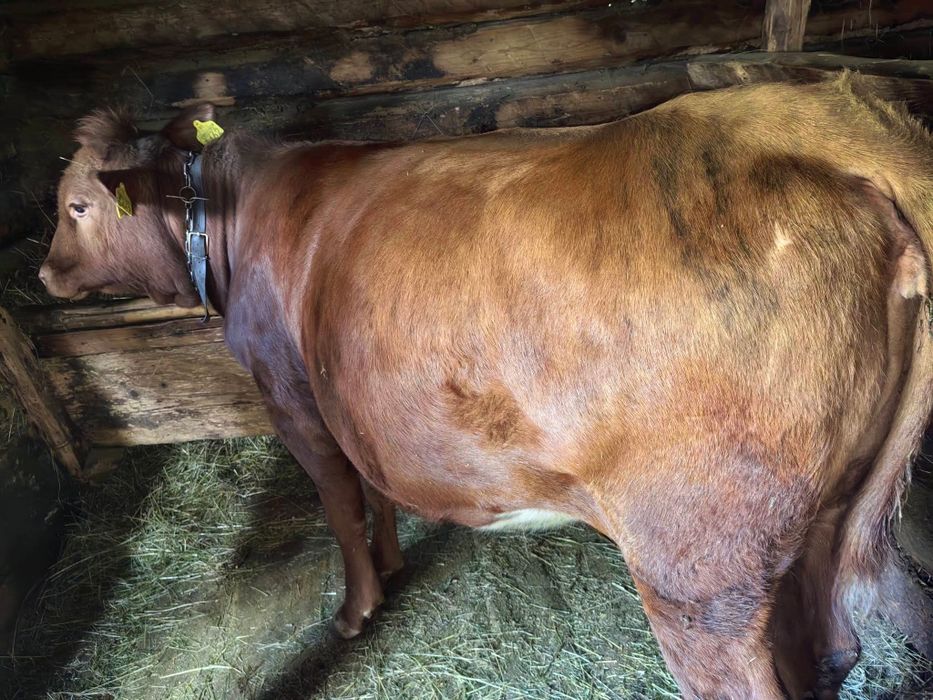 De vânzare jurincă angus gestantă în  7 luni
