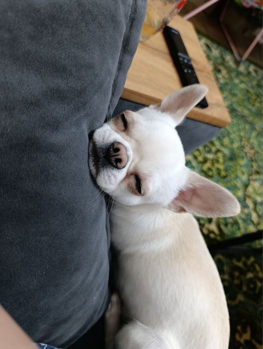 Мальчик ищет девочку. Вязка