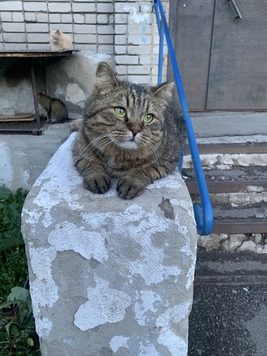 Кошки в добрые руки!