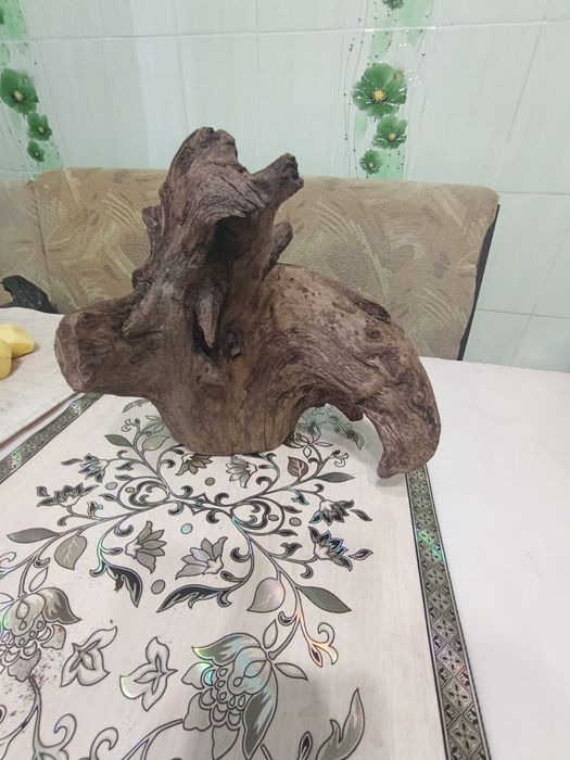 Продам карягу аквариумную