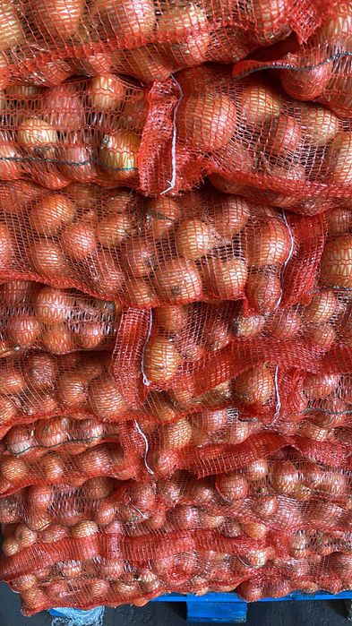 Ceapa , Sfecla rosie , Pastarnac