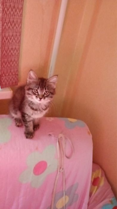 Отдам котят, два котика и кошечка