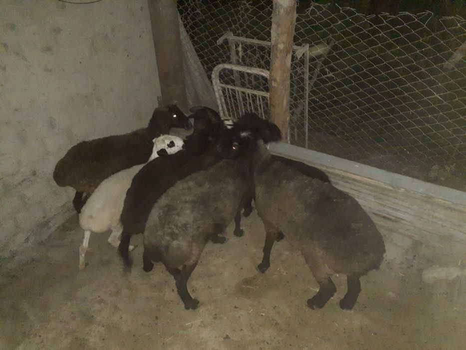Qo'ylar sotiladi
