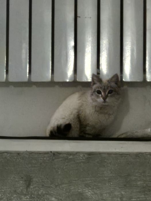 Нашла кошку может кто-то сможет забрать