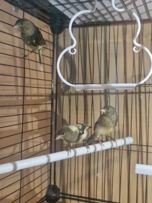 Канарейки молодые