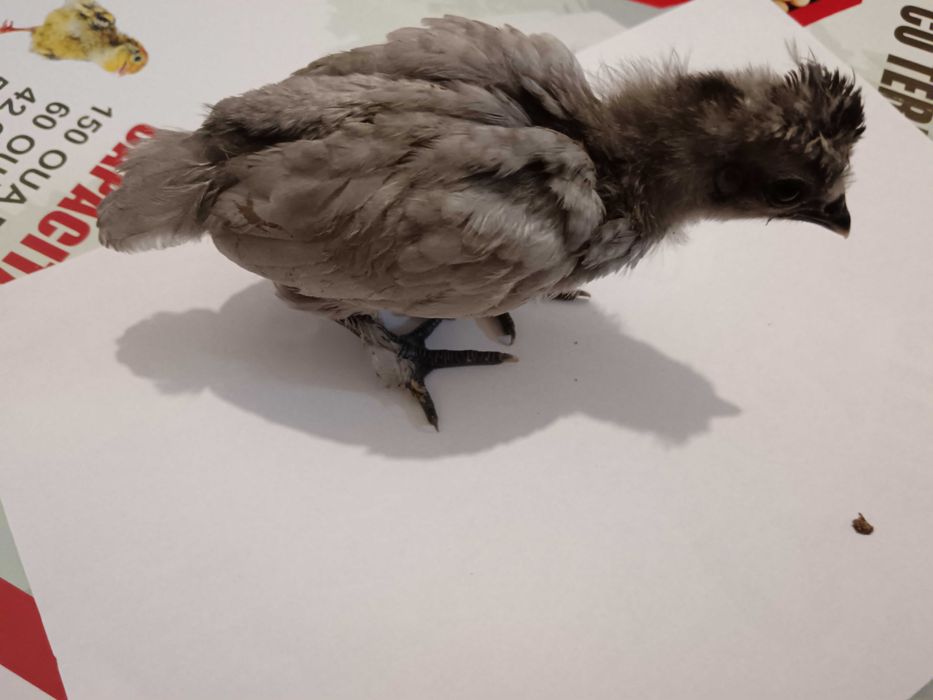 Декоративни пиленца