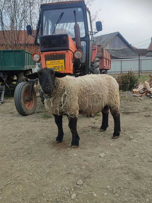 Berbec Suffolk de vînzare !