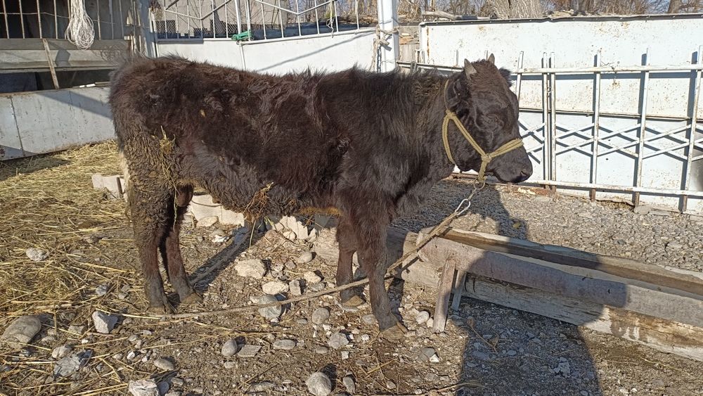 9 айлық 2 еркек бұзаулар сатылады.