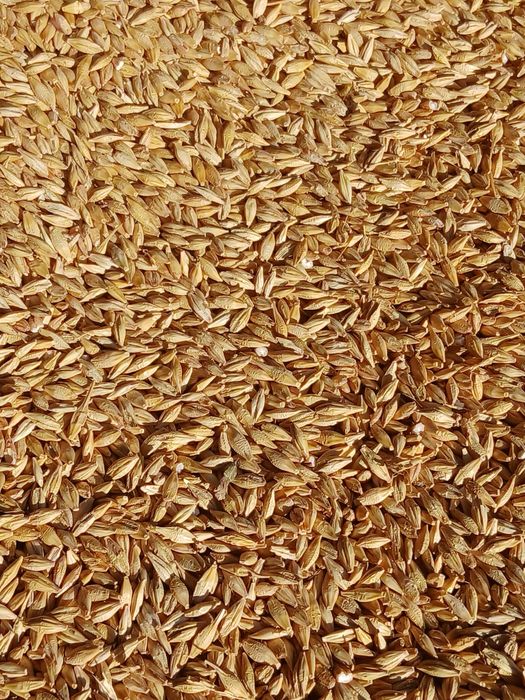 Orzoaică de primăvară mariola c1